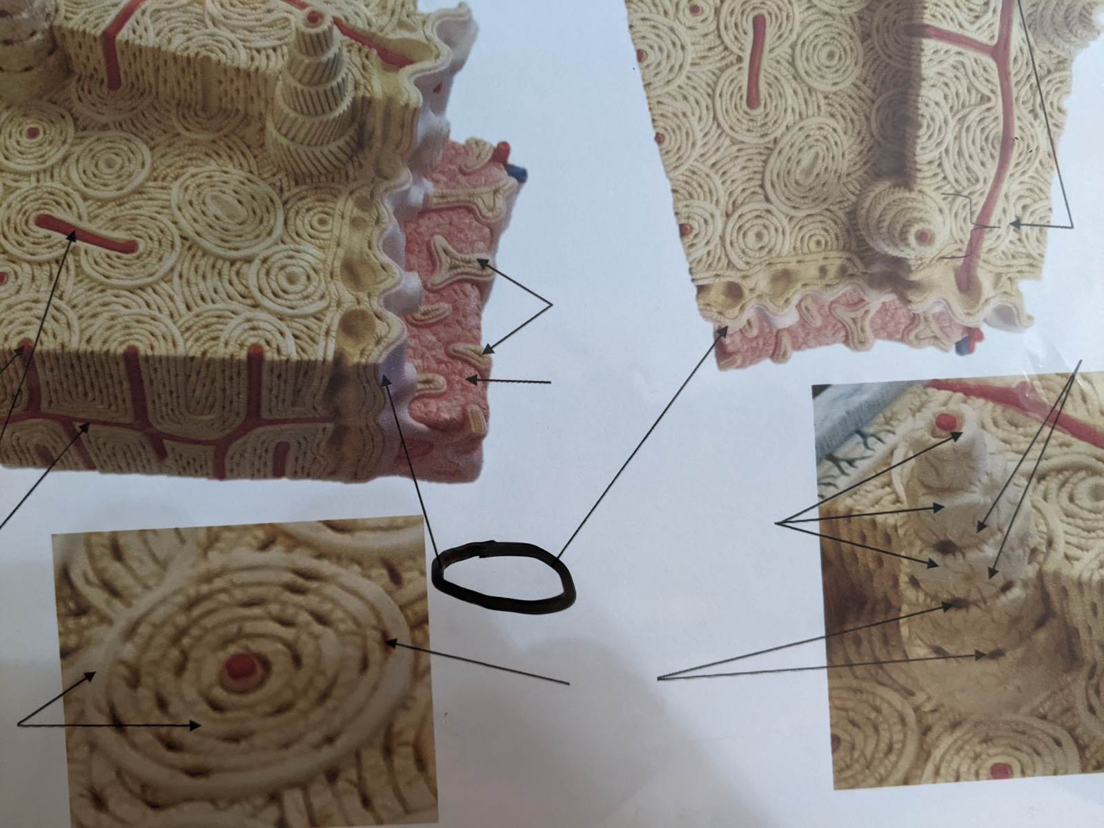 knowt flashcard image