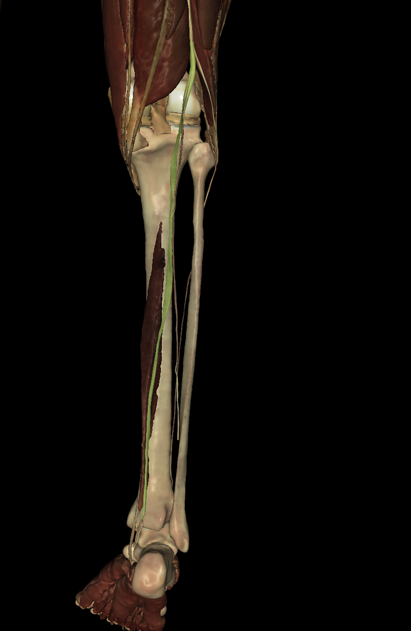 <p>Identify the Structure</p>