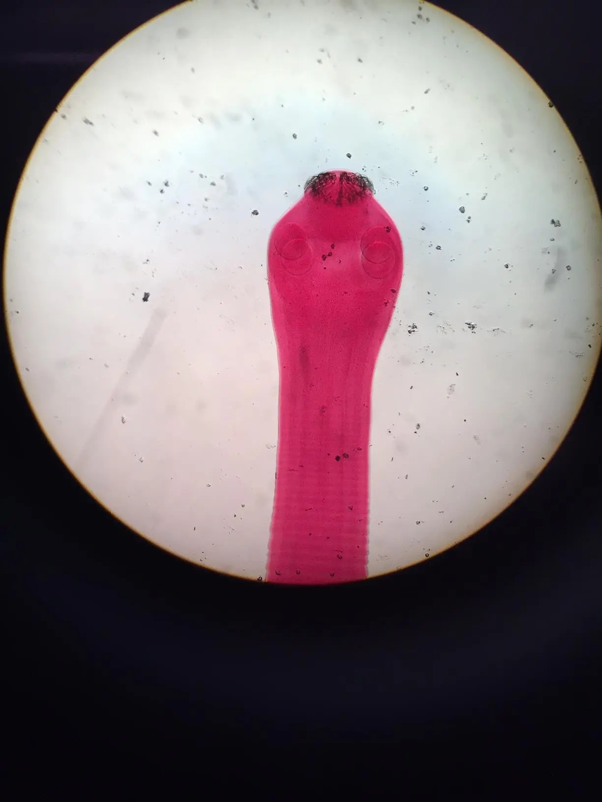 <ol><li><p>What is the name of this organism?</p></li><li><p>Which phylum does it belong to?</p></li><li><p>Which class does it belong to?</p></li></ol><p></p>