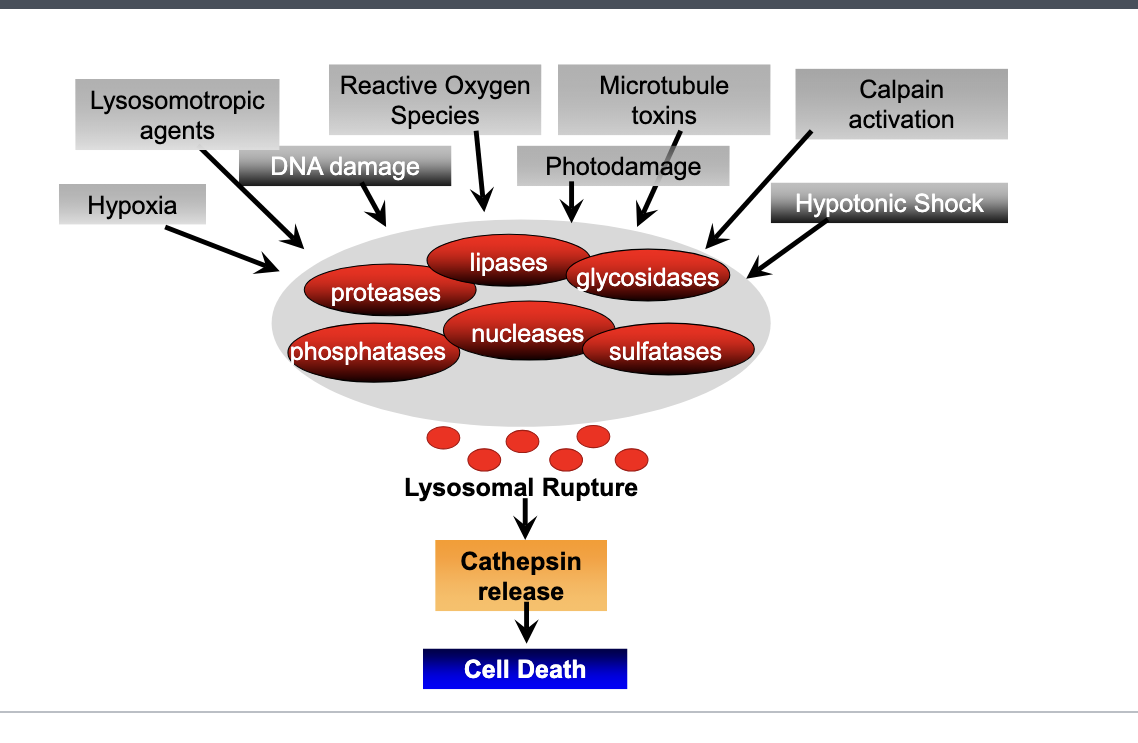 <ul><li><p>lysosomes are full of hydrolytic enzymes such as </p><ul><li><p>proteases</p></li><li><p>phosphatases</p></li><li><p>lipases</p></li><li><p>nucleases</p></li><li><p>glycosidases</p></li><li><p>sulfatases</p></li></ul></li><li><p>triggers of lysosomal rupture</p><ul><li><p>hypoxia</p></li><li><p>lysosomotropic agents</p></li><li><p><strong>DNA damage</strong></p></li><li><p>reactive oxygen species</p></li><li><p>microtubule toxcins</p></li><li><p>photodamage</p></li><li><p>calpain activation</p></li><li><p><strong>hypotonic shock</strong> → causes swelling on lysosomal mebranes</p></li></ul></li><li><p>trigger of lysosomal rupture → lysosomal rupture → enzymes released → cathepsin release (proteolytic enzyme that degrades proteins once released in cytosol) → cell death</p><p></p></li></ul><p></p>