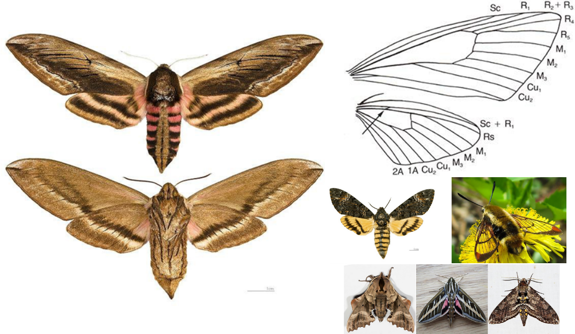 <ul><li><p>Antennae thickened, somewhat spindle-shaped</p></li><li><p>Proboscis long, prominent</p></li><li><p>No ocellie or tympanal organs</p></li><li><p><strong><em>FW usually much larger than HW</em></strong></p></li><li><p>HW with small cross-vein midway along top of discal cell connecting Sc and R</p></li><li><p>Body very robust, spindle-shaped, abdomen often pointed</p></li></ul><p></p>