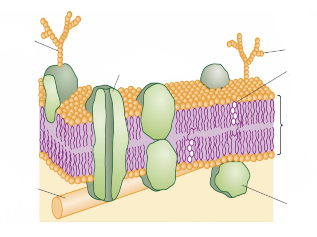 <p>Fluid mosaic model </p>