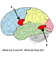 <p>Which area of the brain (B) is responsible for language comprehension?</p>