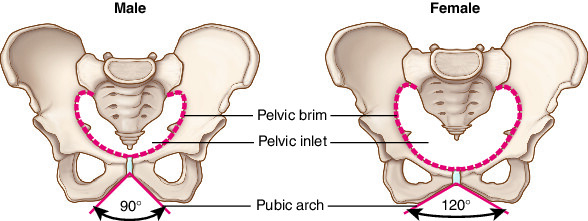 <p>Wider, shallower, larger pelvic inlet and outlet, lighter bones</p>
