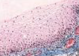 <p>Identifica el tejido</p>