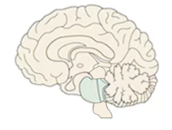 <p>Name this part of the brain:</p>