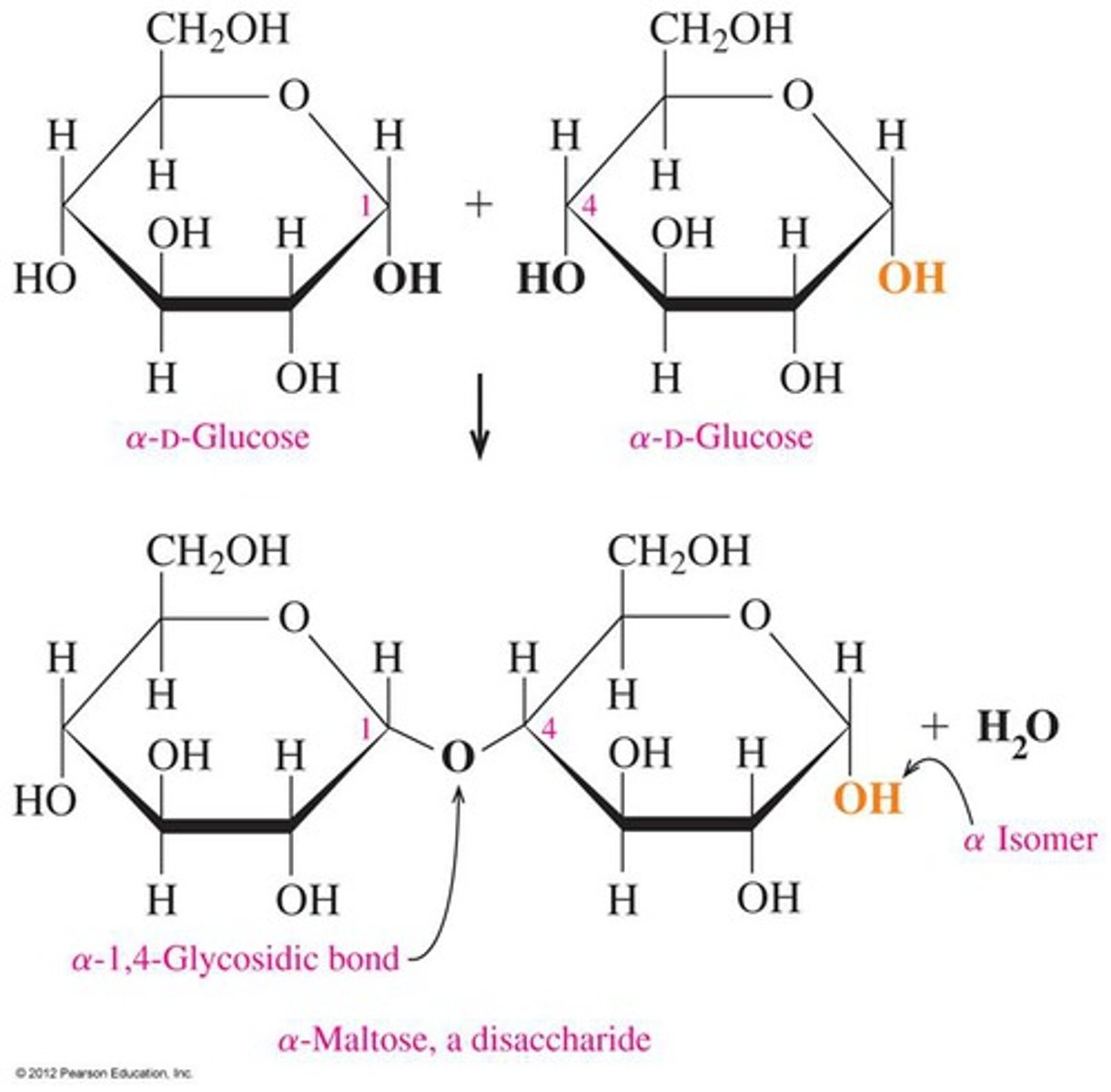 <p>Condensation reaction involves hydroxyl groups on carbons 1 and 4. Water is lost and the bond is formed by the remaining oxygen atom.</p>