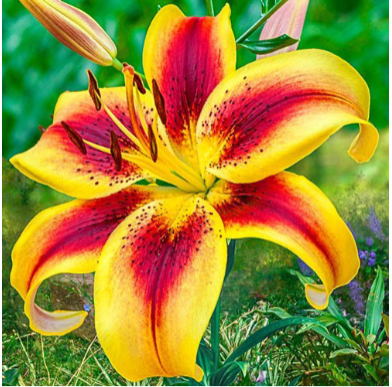 <p>Monocot or Eudicot?</p>