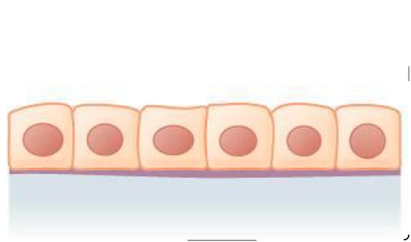 <p>What epithelial tissue is this?</p>