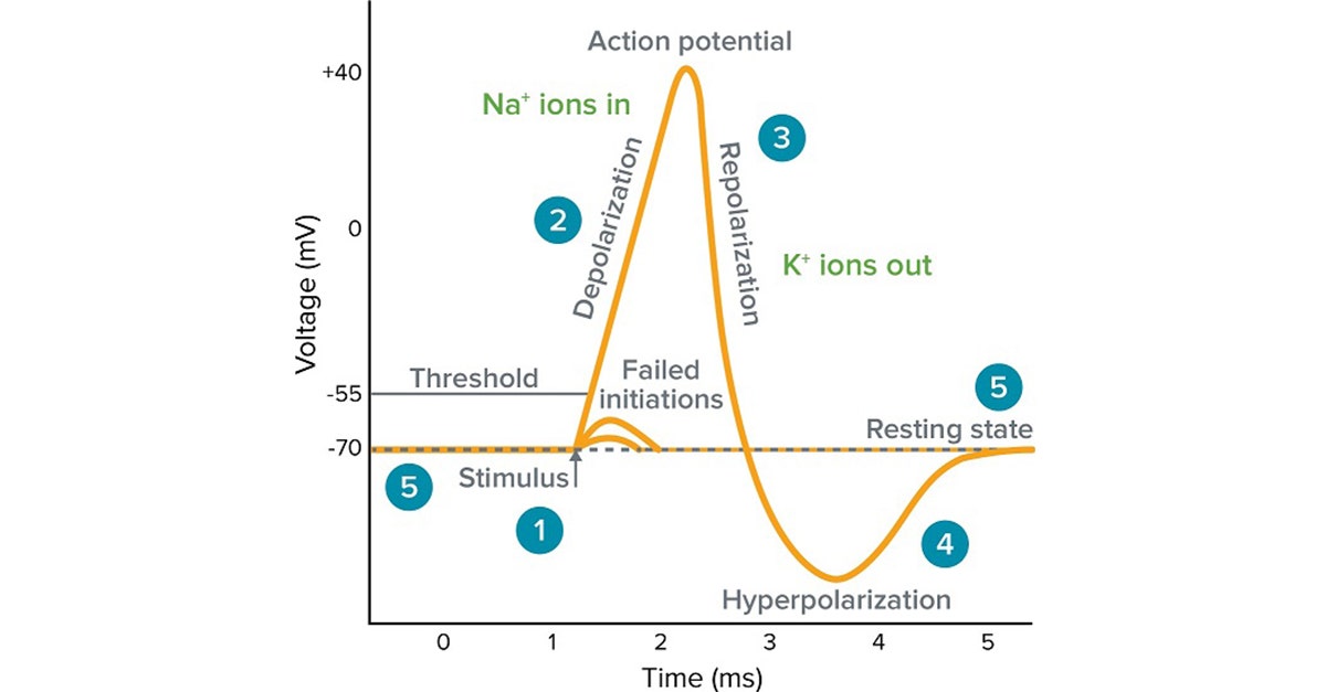 <p>action potential (nerve impulse)</p>