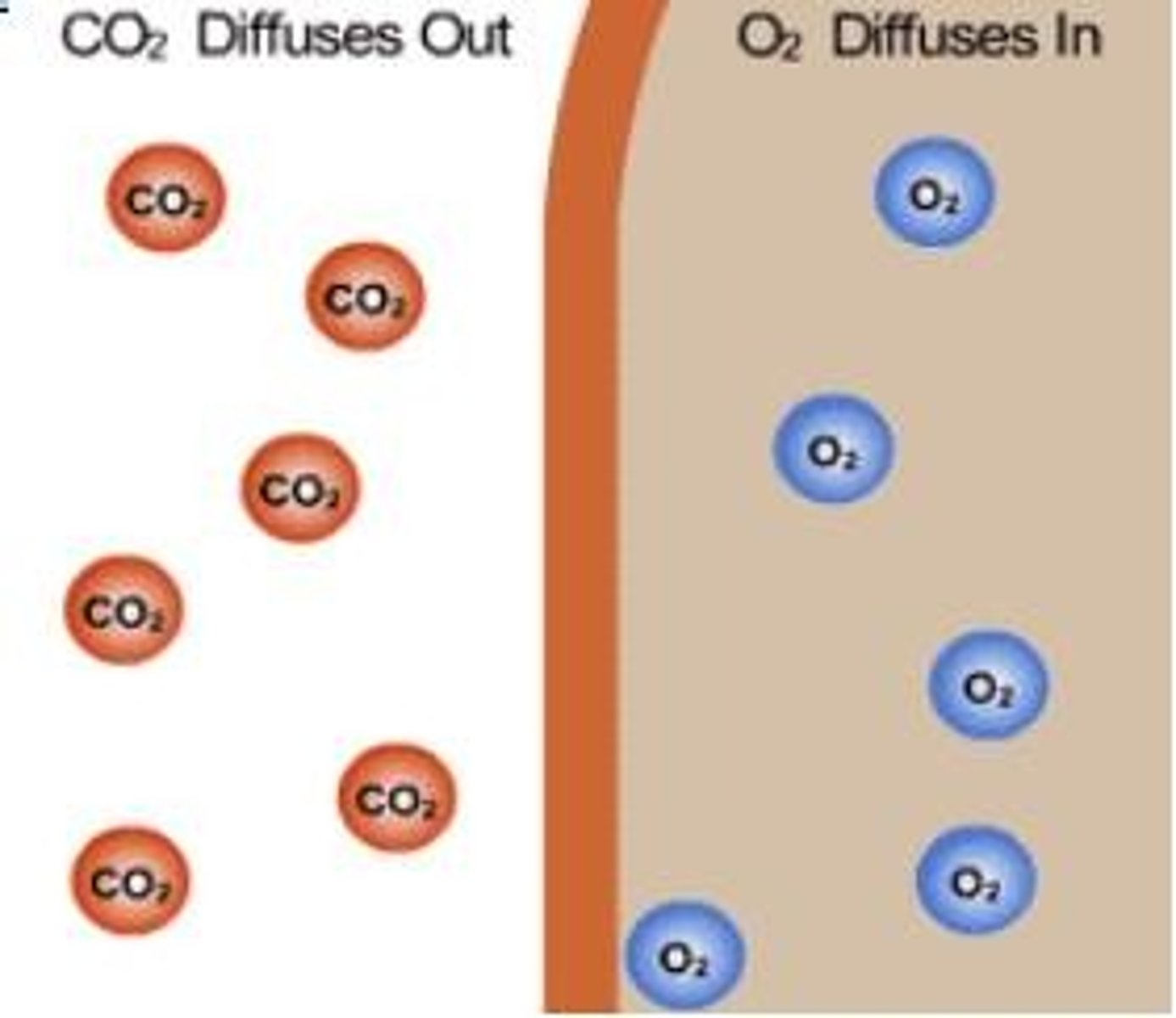 <p>the way the cell membrane allows some materials to enter or leave the cell while keeping other materials in/out</p>