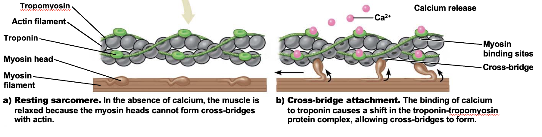 <ol><li><p>Electrical impulse arrives at the neuromuscular junction, where motor neurons and muscle cells meet</p></li><li><p>Acetylcholine is released, diffusing across the space and binding to the muscle cell membrane</p></li><li><p>Acetylcholine binding generates an electrical impulse that travels across all parts of the cell, past the T tubules and into the sarcoplasmic reticulum</p><ol><li><p>Sarcoplasmic reticulum: stores calcium ions</p></li><li><p>T tubules: carry electrical impulse</p></li></ol></li><li><p>Calcium ions in the sarcoplasmic reticulum are released</p></li><li><p>Calcium binds to troponin and tropomyosin, shifting the protein complex, initiating the sliding filament mechanism, where myosin heads make contact with actin filaments, contracting the muscle</p></li></ol><p></p>