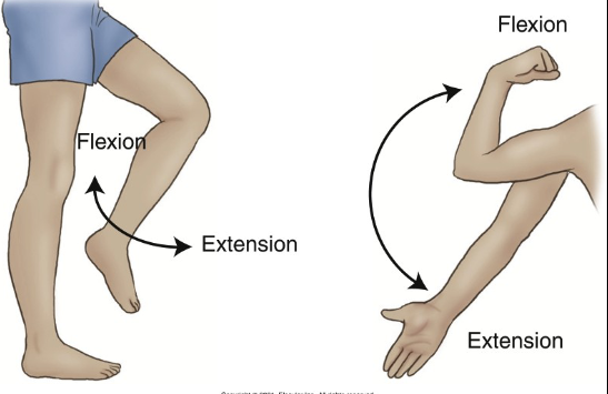 <p>___ refers to bending a joint so its closer to the body, while ___ refers to straightening the joint by flexing it outwards.</p>