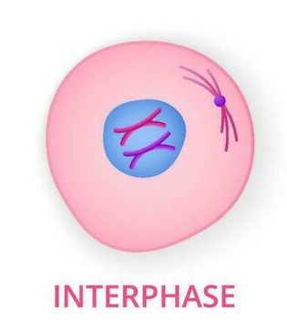 <p><strong>Interphase</strong></p>