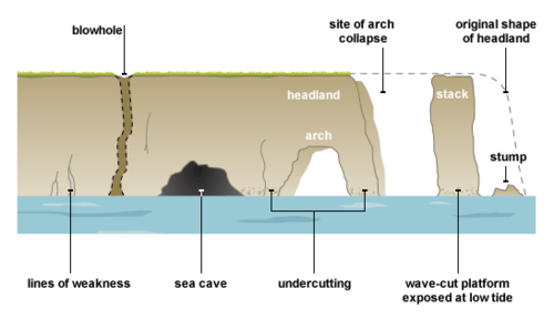 <p>Waves attack the base of the cliff. Hydraulic action puts pressure on the crack/fault in the headland, forcing the crack to widen into a cave.</p><p>Waves continue to attack the base of the cliff. Abrasion causes waves to throw large amounts of sediment at the cave, creating a sand-blasting effect, which causes large amounts of the cave to be eroded. This leads to the cave widening and breaking through to the other side of the headland, forming an arch.</p><p>Continued abrasion at the base and weathering at the top of the arch cause it to weaken, eventually leading to the top collapsing.</p><p>This leaves the headland on one side and an isolated pillar of rock known as a stack on the other.</p>