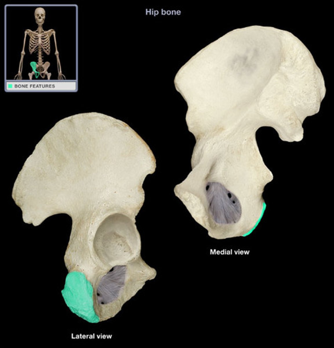 <p>receives the weight of the body when sitting</p>