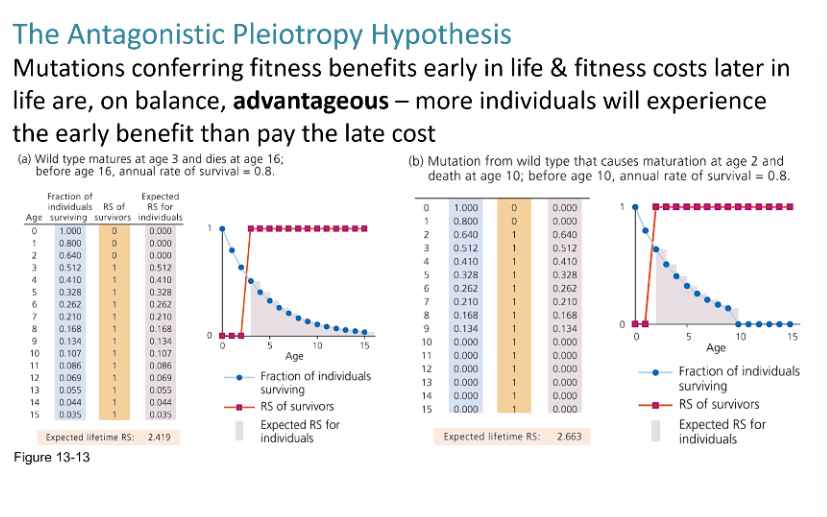 <p>Yes, a mutation that improves early-life fitness can increase in frequency if it boosts reproduction, even if it causes earlier death later on. This is because <strong>natural selection is stronger on traits that affect reproductive success</strong> than on those that act after reproduction.</p>
