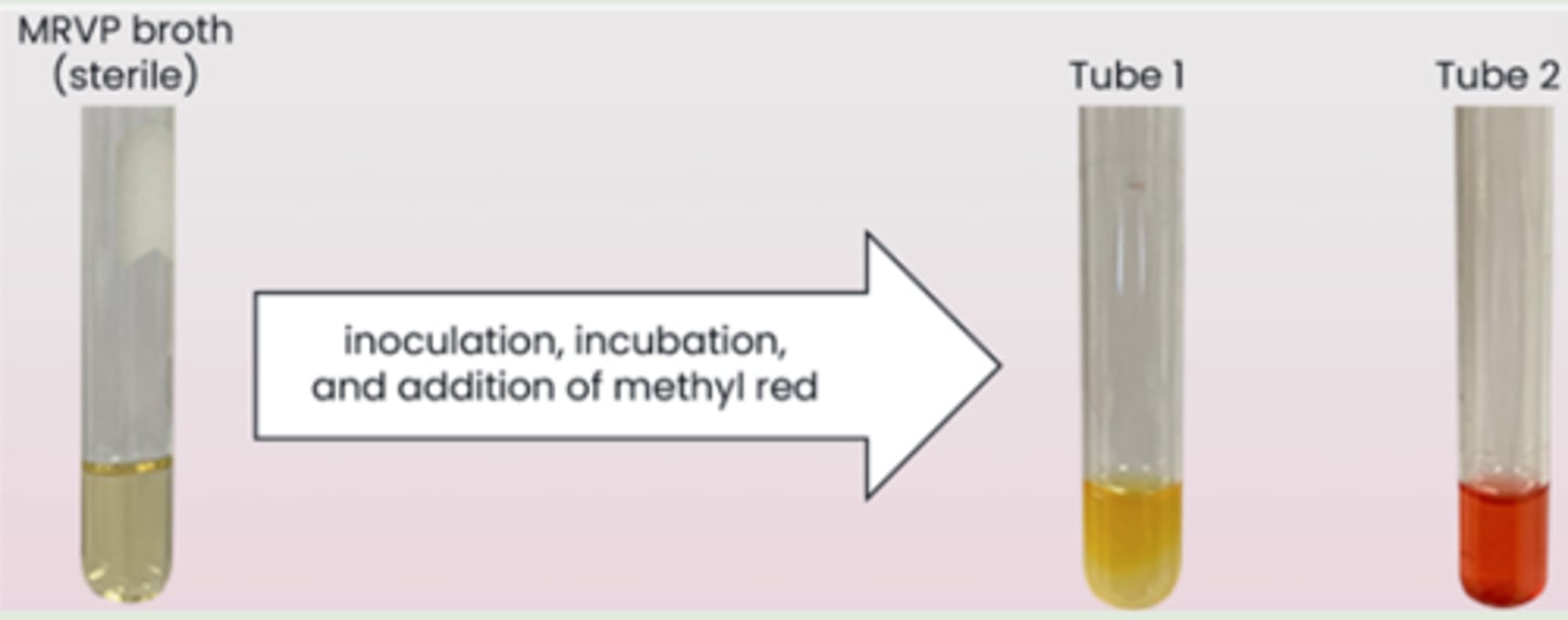 <p>the bacteria cannot ferment glucose to produce a mix of strong acids</p>