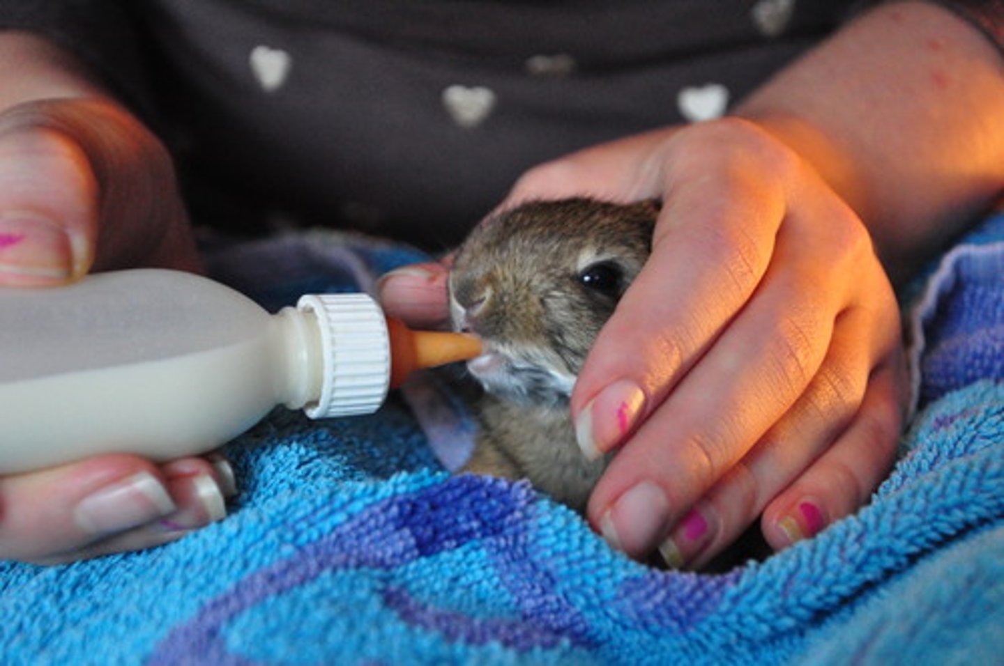 <p>to care for and encourage growth or development</p>