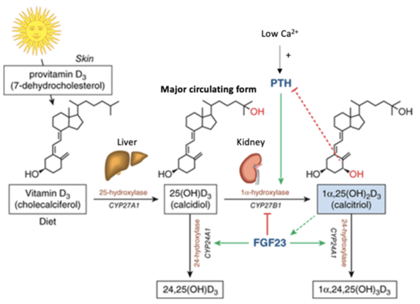 <p>production of 1,25-dihydroxy vitamin D3 (calcitriol) requires multiple enzymatic steps in the skin, liver, and kidneys:</p>