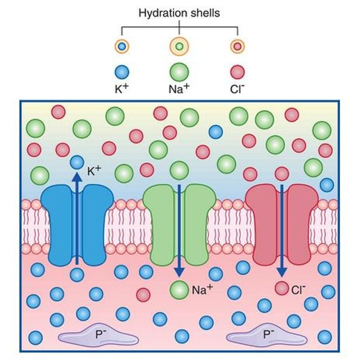 <p>Membrane proteins allowing ion passage.</p>