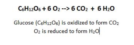 <p>Glucose oxidation occurs through a series of enzyme catalyzed reactions.</p>