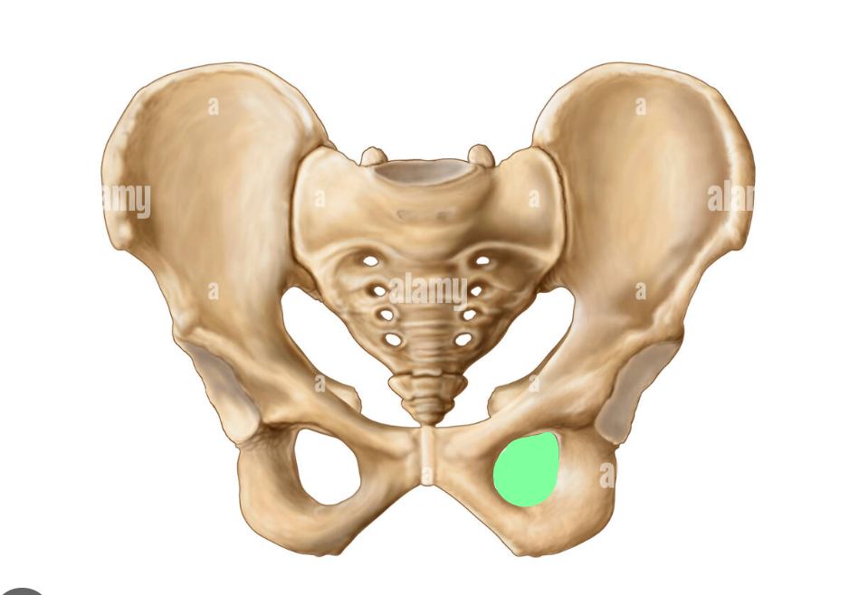 <p>Highlighted is the?</p>