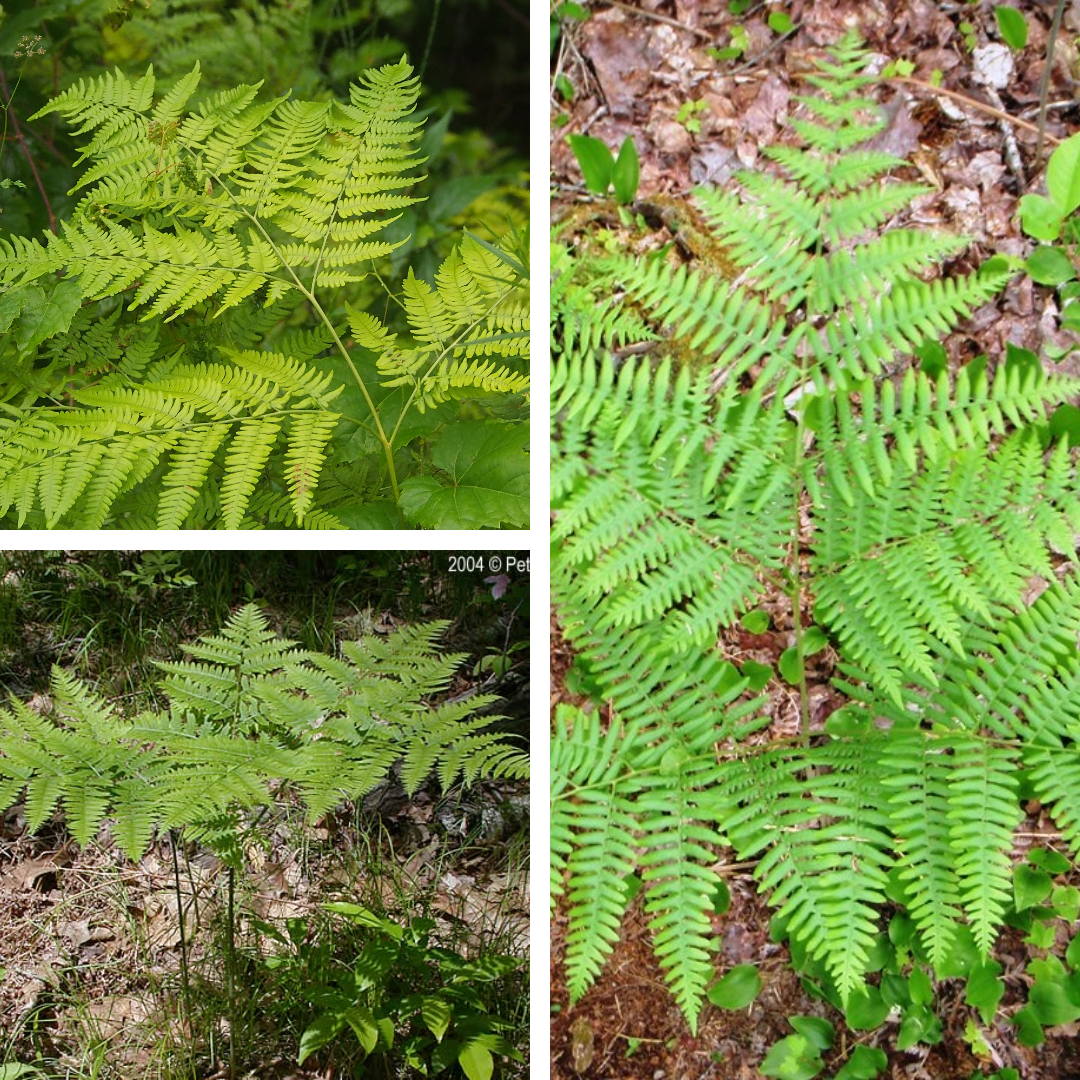 <p>Bracken Fern</p><p>Tripod like, tall, 3 fronds, can be a hat</p>