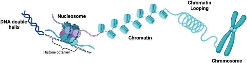 <p>Histones</p>