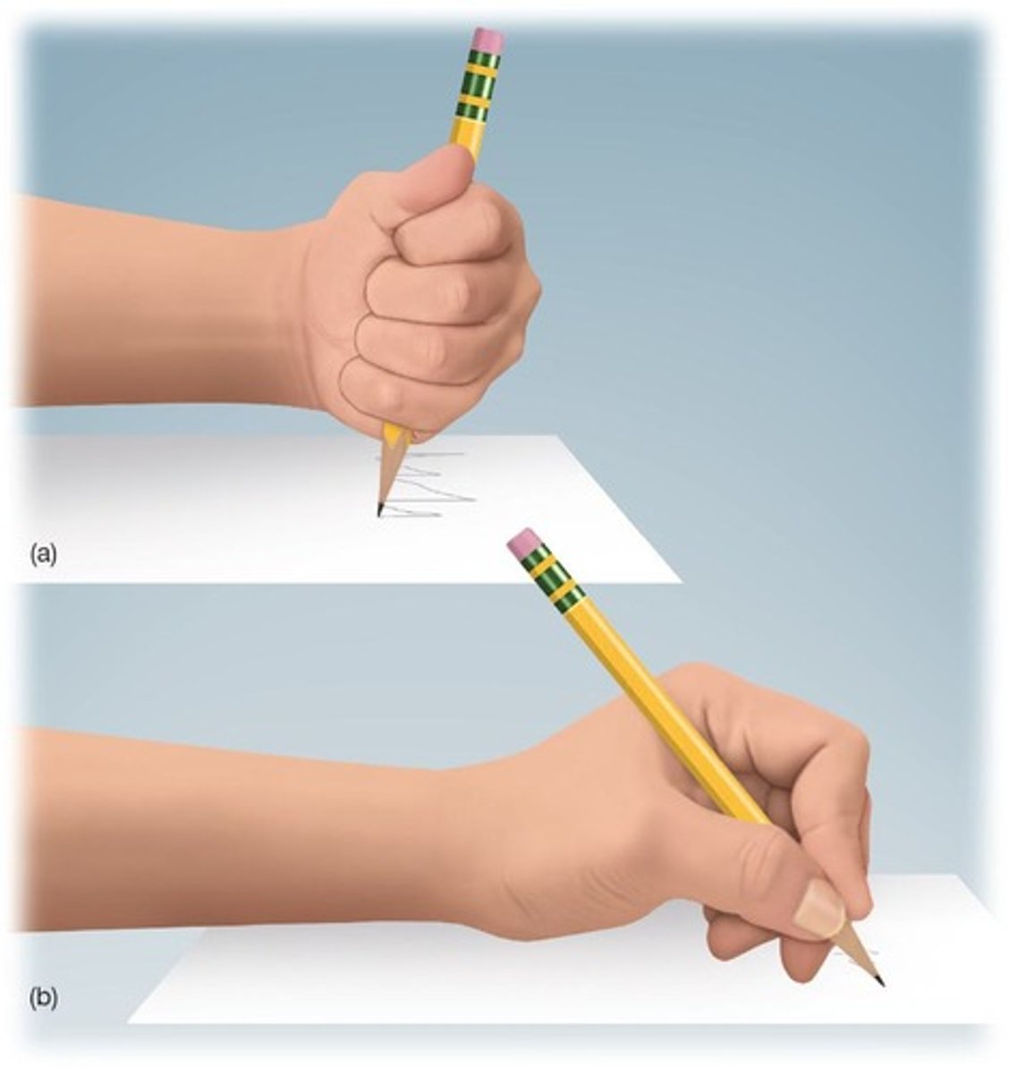 <p>Improved fine motor skills correlate with better cognitive abilities, such as reading and math skills.</p>
