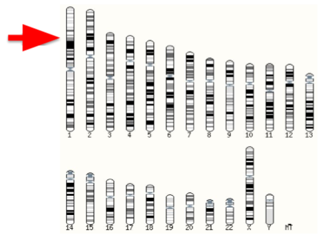 <p>physical location in on a chromosome</p>