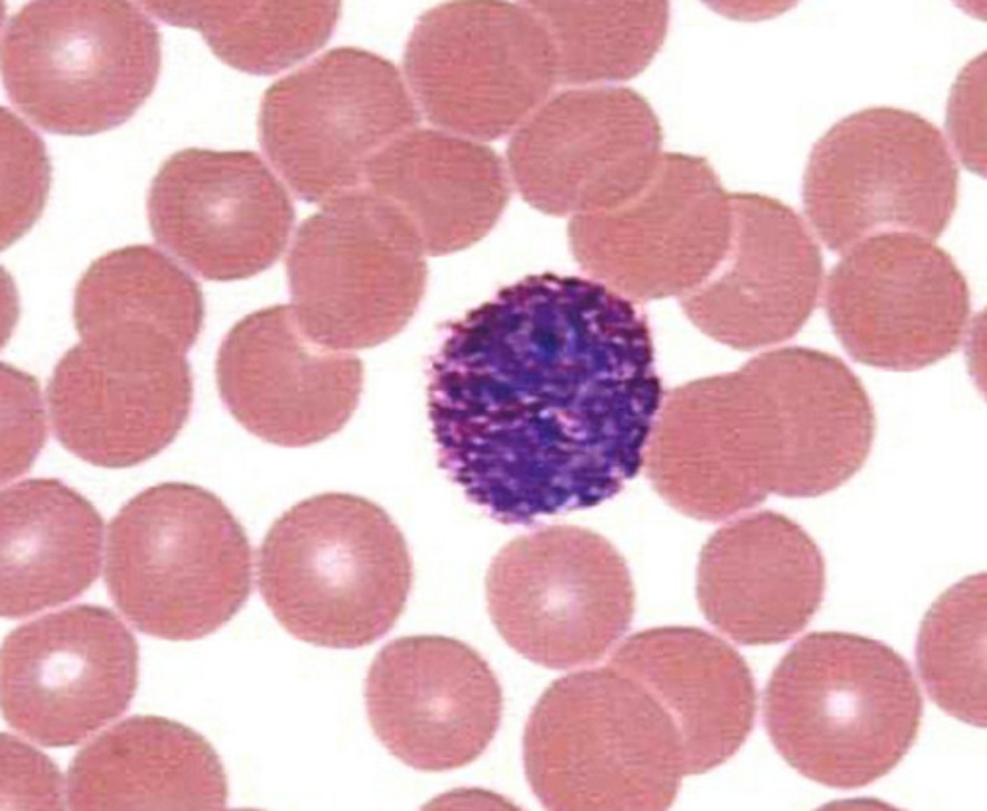 <p>less than 1% of WBC, large U or S shaped nucleus stains blue in presence of basic dyes, can release histamine and heparin</p>