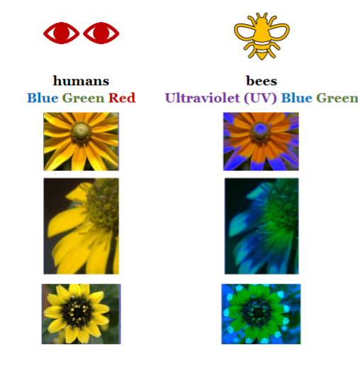 <ul><li><p>humans have cones that detect blue, green and red</p></li><li><p>bees have cones that can detect blue, green and ultraviolet</p></li></ul>