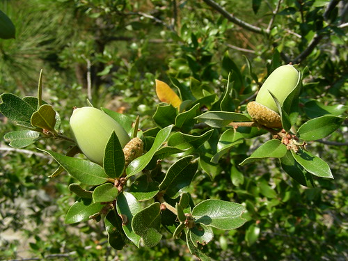 <p>(Quercus chrysolepis)</p>