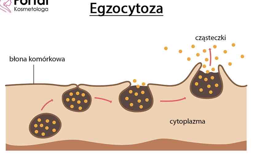 <ul><li><p><span style="color: green">Transport substancji na zewnątrz komórki za pomocą pęcherzyków powstających przy udziale błon cytoplazmatycznych </span></p></li><li><p><span style="color: green">Transport lipid i białek potrzebnych do budowy błon, transport hormonów, śluzów, enzymów trawiennych</span></p></li><li><p><span style="color: green">Błona pęcherzyka, łącząc się z błoną komórkową, uwalnia transportową substancje </span></p></li></ul>