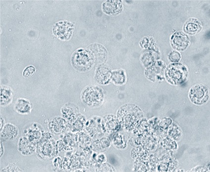 <p>larger than RBC’s, granulated &amp; multi-lobed</p>
