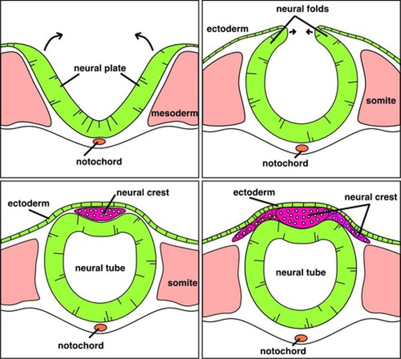 <p>A group of ectoderm cells differentiate into the neuroectoderm located within the neural plate of the embryo. This plate then thicken and grows into the neural groove which deepens and is then surrounded by neural folds. The neural tube is formed during week 4 from the fusion of neural tissue</p>
