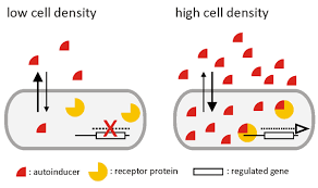 <p>A form of cell-cell signaling used by unicellular organisms. In this sensing unicellular organisms monitor the density of a population and when this density reaches a threshold level all members change their behaviour or gene expression together. This type of sensing produces and detects autoinducers.</p>