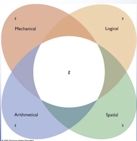 <ul><li><p>G = general intelligence</p><ul><li><p>intelligence can be reduced to a single number (IQ)</p></li><li><p>higher G score on one task —> same high score on another</p></li></ul></li><li><p>belief how you do on one cognitive task correlates to how you do on other cognitive tasks</p></li></ul>