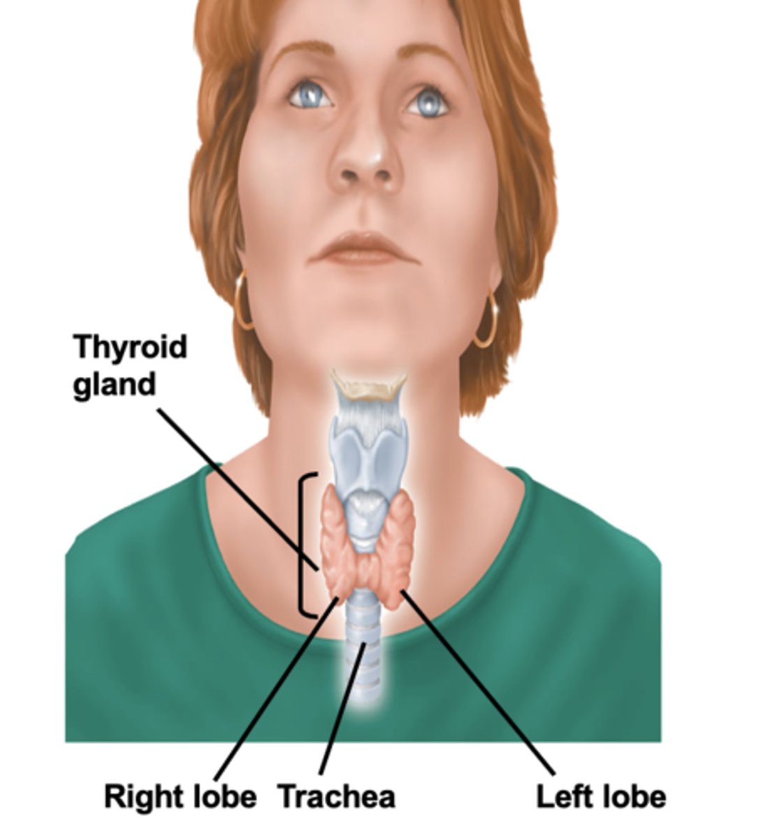 <p>produces hormones that regulate metabolism, body heat, and bone growth</p>