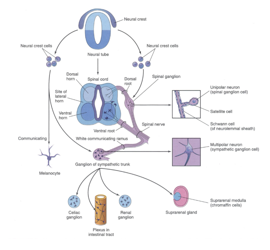 <ul><li><p>The neural crest is the origin of the peripheral nervous system (PNS)</p><ul><li><p>The portion of the nervous system not inside dorsal body cavities&nbsp;</p></li><li><p>Melanocytes not part of PNS but derives from neural crest&nbsp;</p></li></ul></li><li><p>It also originates components of pharyngeal arches &amp; thyroid parafollicular cells&nbsp;(not necessarily neural)</p><ul><li><p>In order to give rise to these derivatives, they need to undergo an epithelial-mesenchymal transition in order to be able to delaminate from the other cells &amp; migrate &amp; colonize these areas</p></li></ul></li></ul>