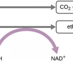 <p>A metabolic process that does not require oxygen and involves the conversion of sugars to acids, gases, or alcohol.</p>