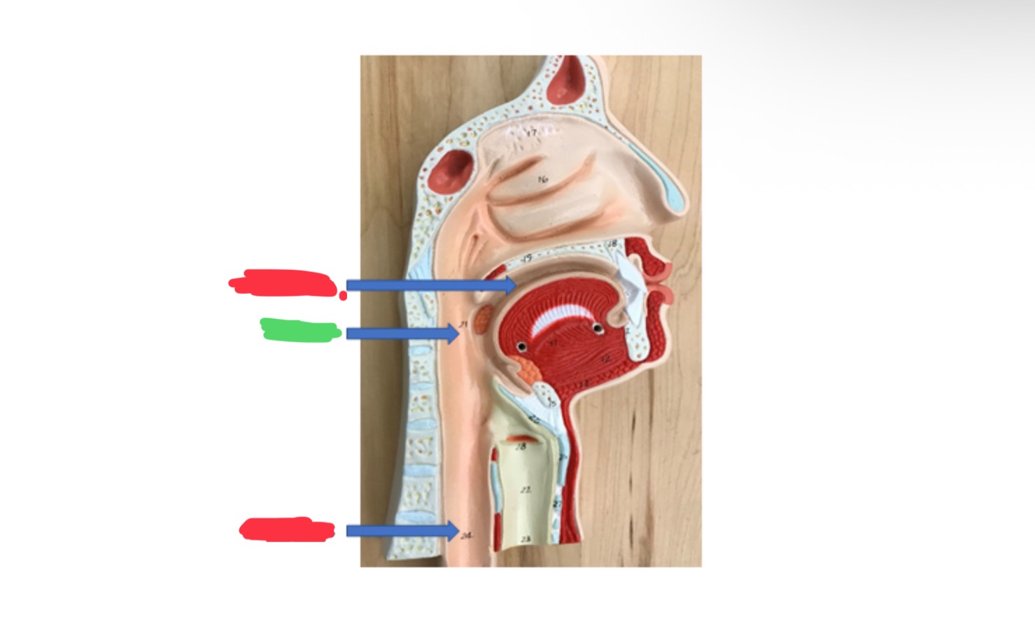 knowt flashcard image