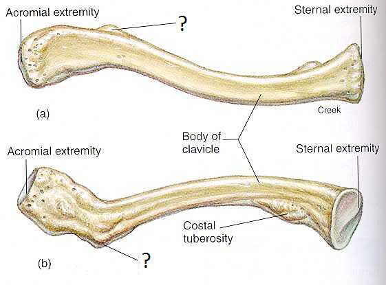 <p>Conoid Tubercle</p>