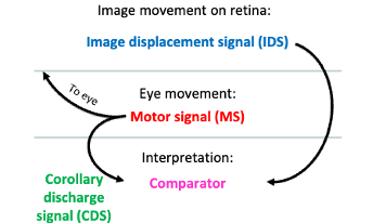 <p>Signals sent to muscles to guide eye movement.</p>