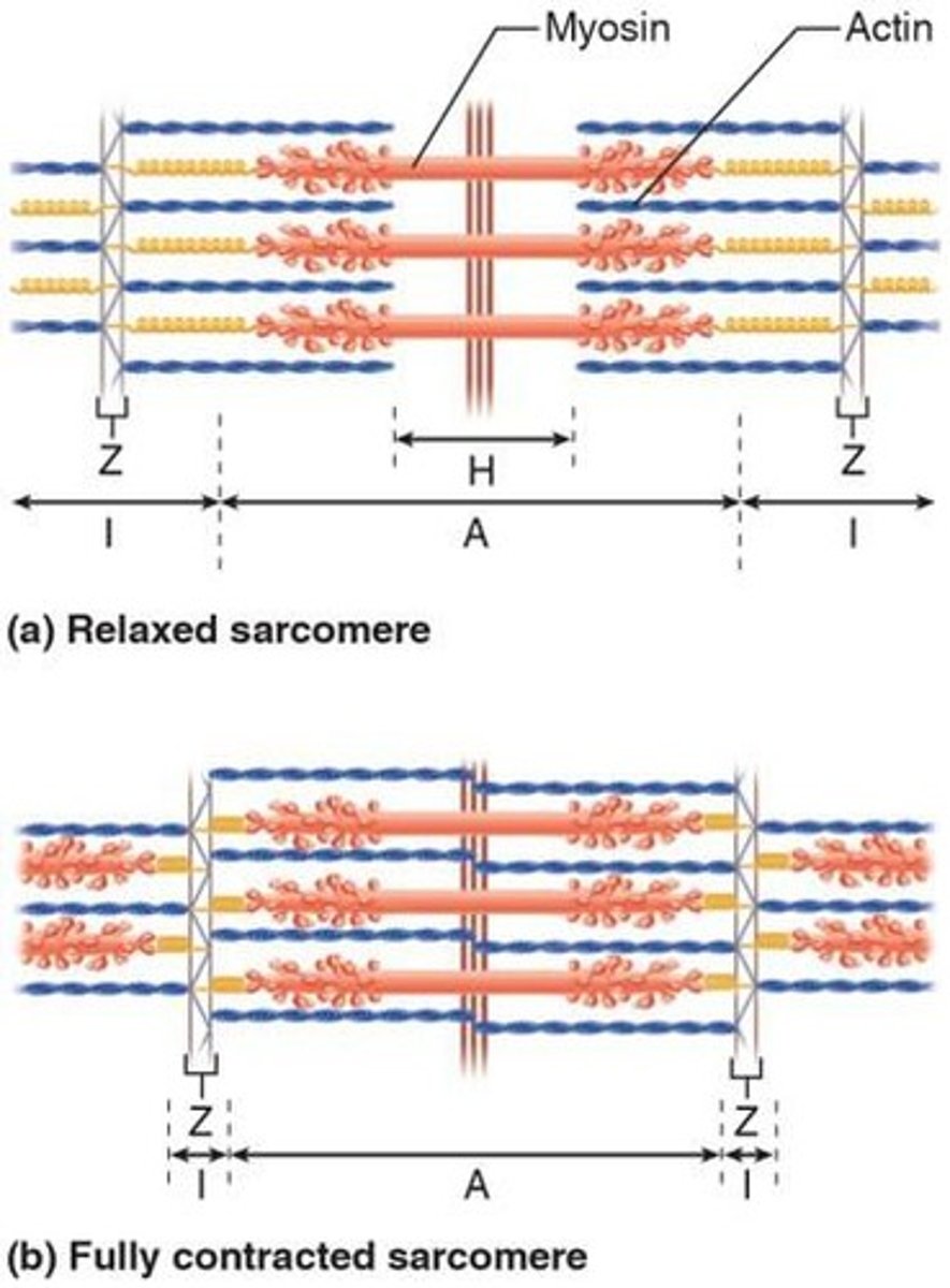 <p>Basic unit of muscle contraction.</p>
