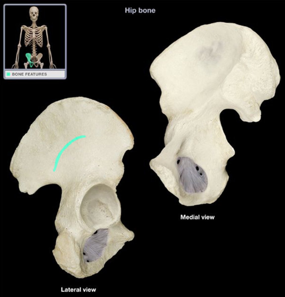 <p>longest of the three gluteal lines found on the external surface of the ilium</p>