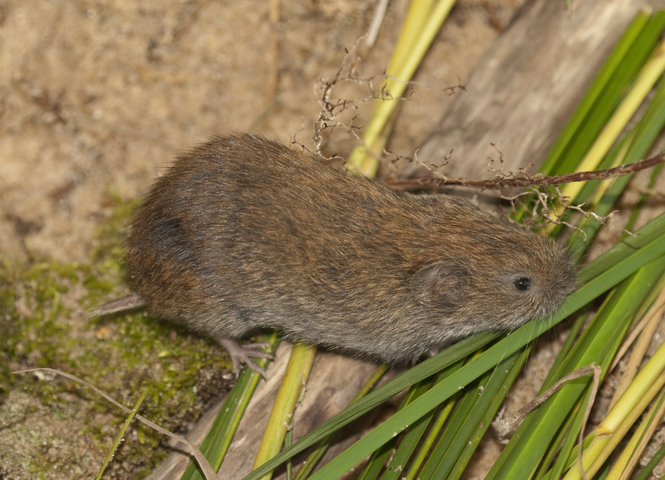 <p>South bog lemming</p>