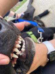 <p>Why is Tofu's tooth grey?</p>