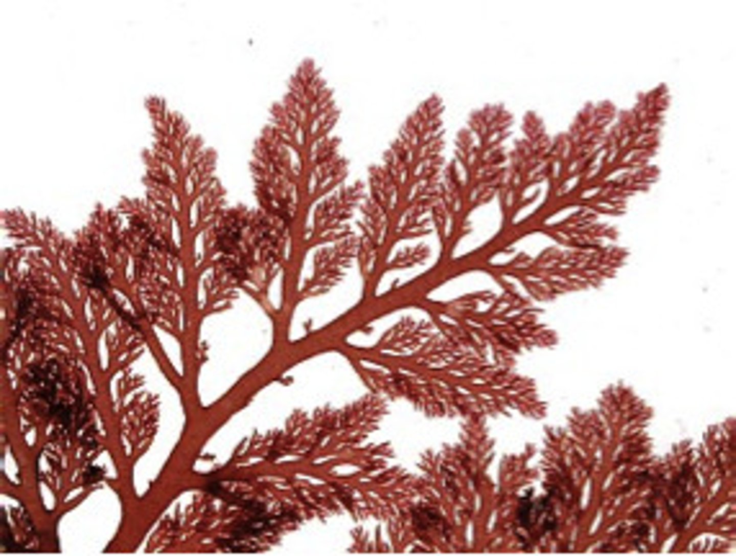 <p>- Commonly known as Red Algae</p><p>- Plant like</p><p>- Phycoerythrin pigment for photosynthesis</p><p>- Multicellular or colonial</p><p>- Not motile, only gametes are</p><p>- Alternation of generation life cycle</p><p>3 multiple choice options</p>